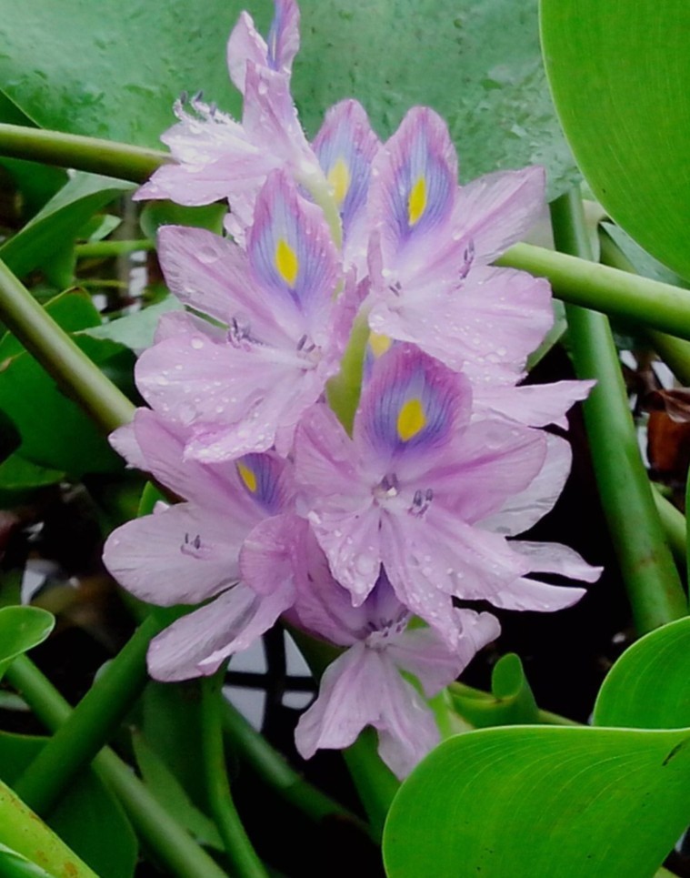 气窟窿花.jpg