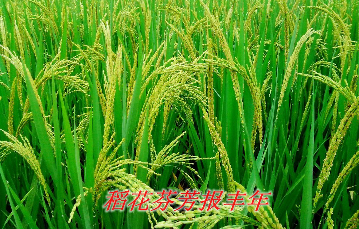 稻花香蓝本_定稿.jpg